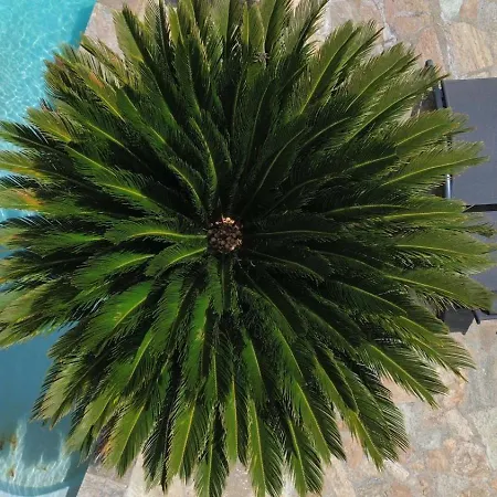 Villa A Casa Di Ficu A 14kms D'ajaccio Et Des Plages Avec Piscine Jacuzzi Petanque Sans Vis A Vis Peri